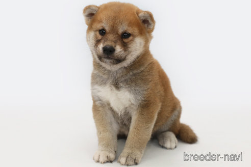 成約済の神奈川県の柴犬-342782の1枚目